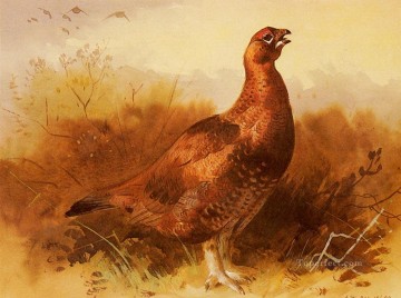  grouse - Hahn Grouse Archibald Thorburn Vögel